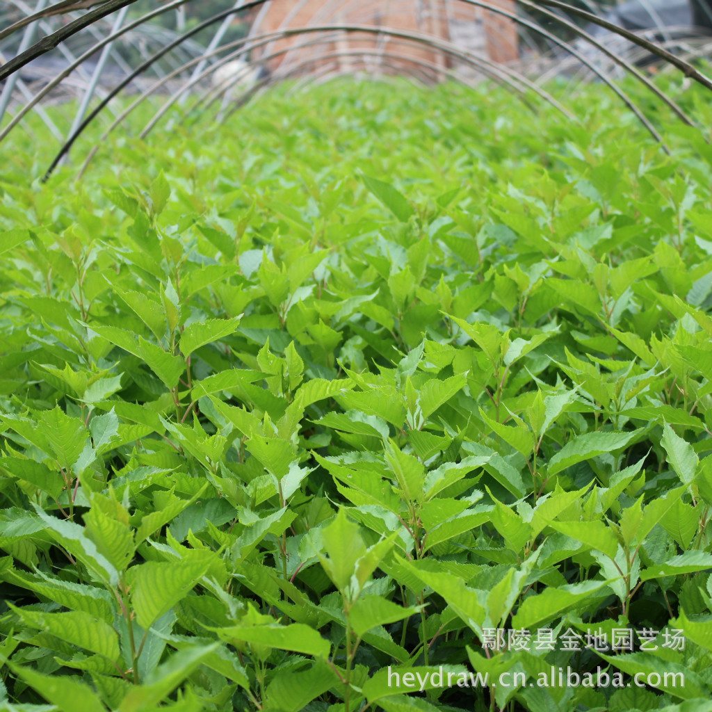 基地直销一百万速生樱花小苗 百亩樱花母园做依托-「花卉种子种苗」