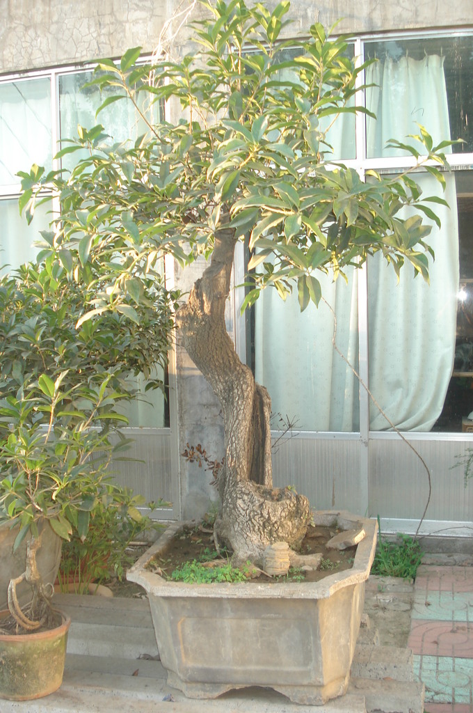 辰