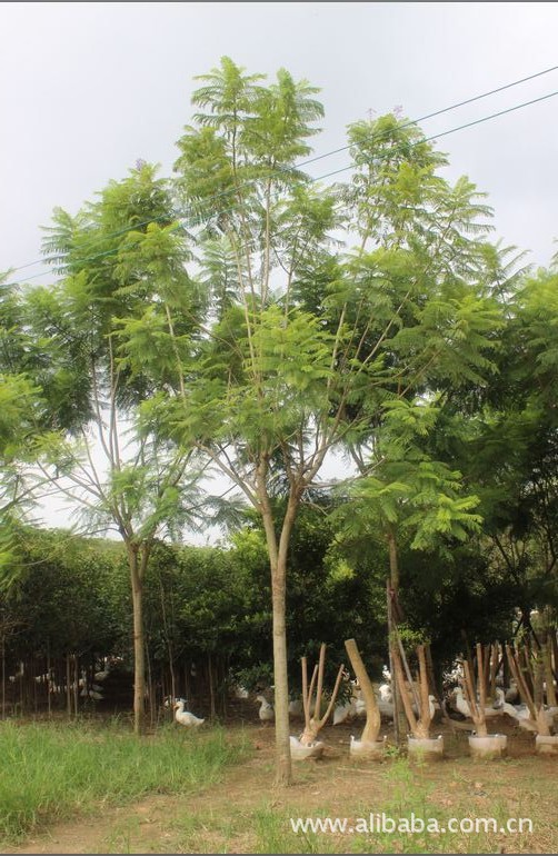 广州苗木采购全攻略：从基地直选到园林绿化落地的实用指南