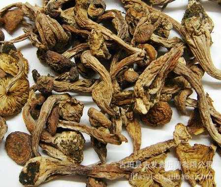 野生榛蘑 真正山珍 东北第四宝夜盲症 皮肤干燥者最佳的良好食品