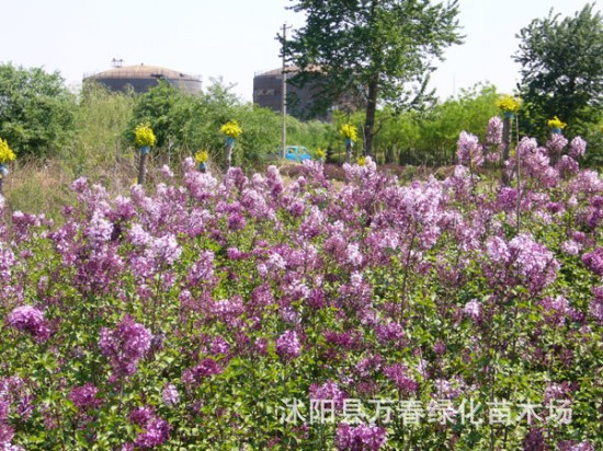 直銷 叢生紫丁香 丁香3- 12頭 叢生丁香60- 200公分高圖片_1