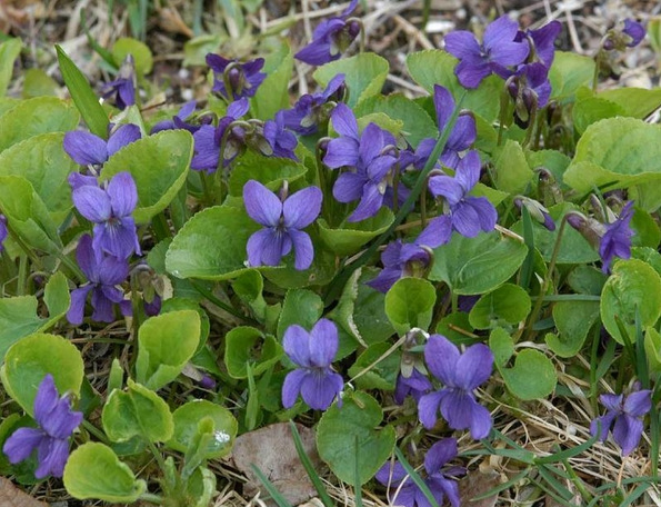 北京花仙子園藝 供應宿根花卉種子 紫花地丁種子