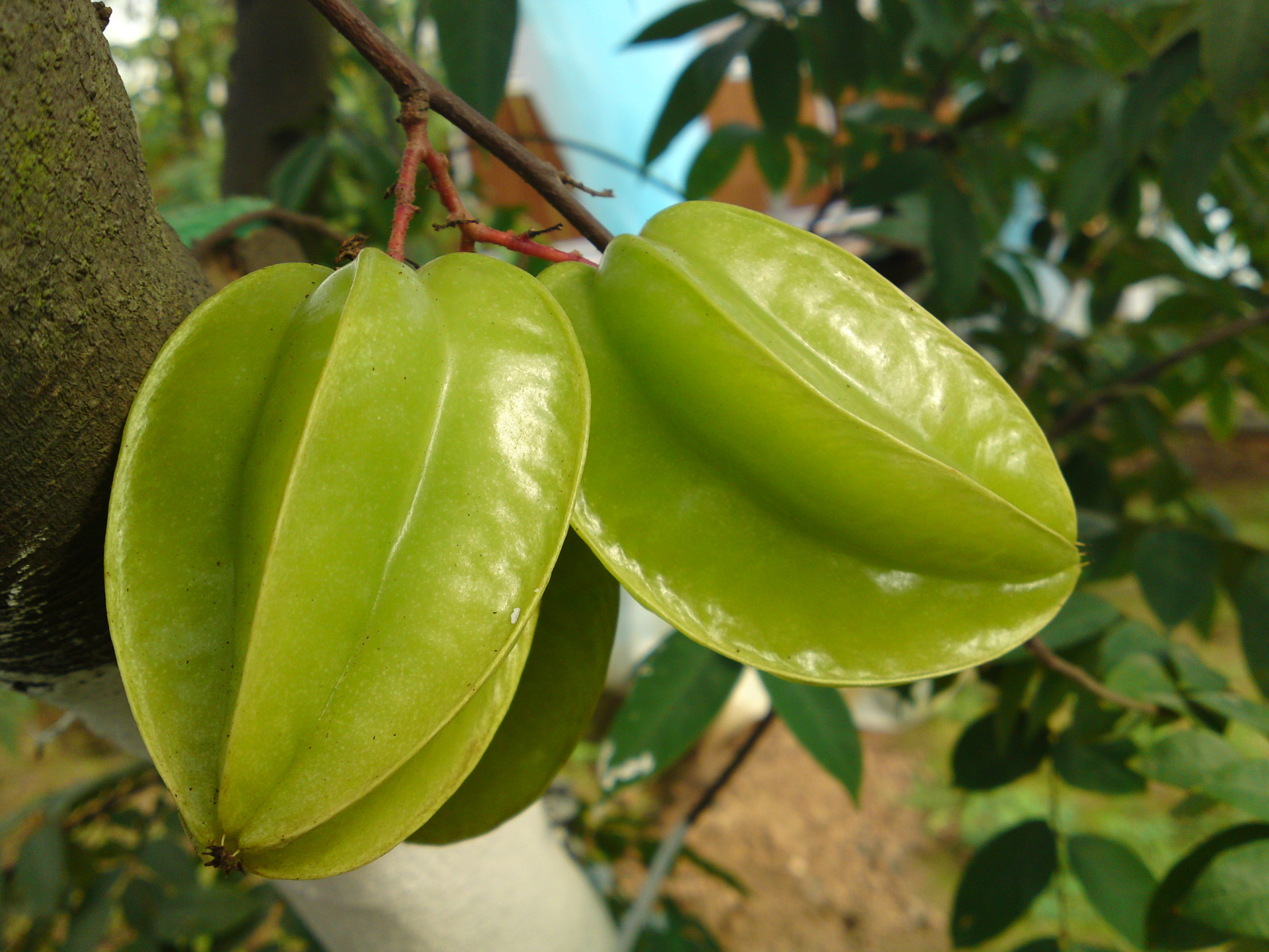 果园时代 正宗台湾进口水果 红龙杨桃 20-25粒装 包邮