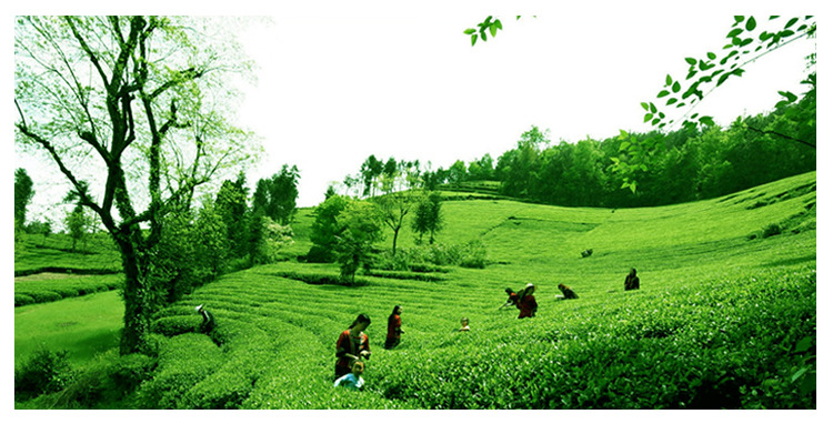 2013年武夷山正山小种新红茶上市 正宗桐木关红茶 原产地批发优选