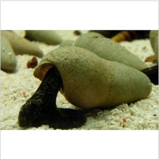 巧克力苏螺 1只 4-5cm 1000元起批 只限省内批发