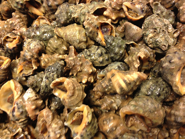 【东海海鲜 野生鲜活辣螺 苦螺 松门海鲜】价格_批发_供应商厂家_品牌