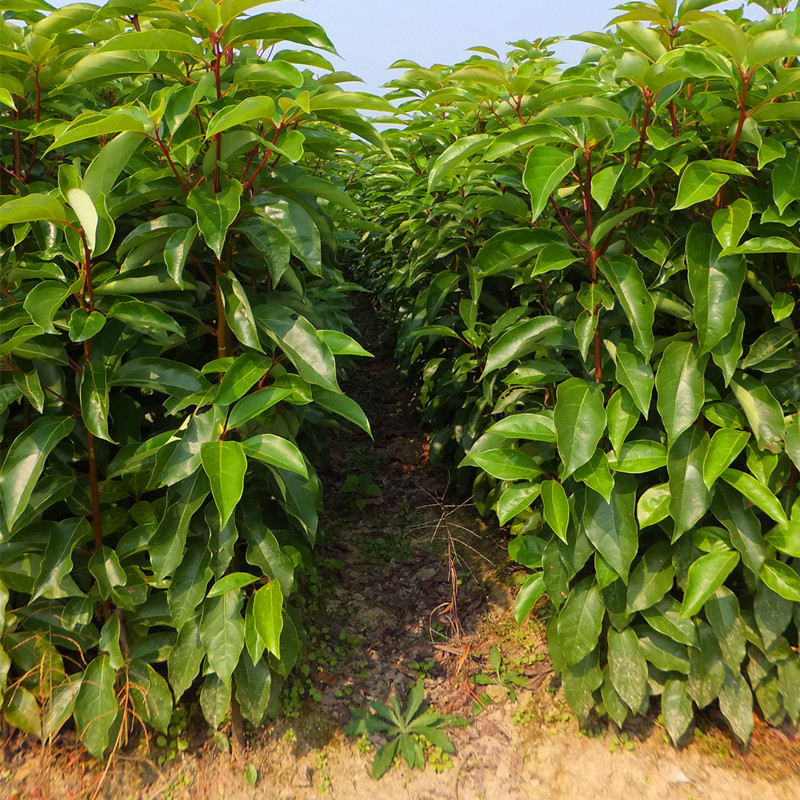 求购3-5公分香樟树苗 哪里多 价格怎样