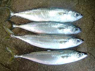 物美价廉营养美味鲭鱼 物美价廉营养美                   品种:青鱼