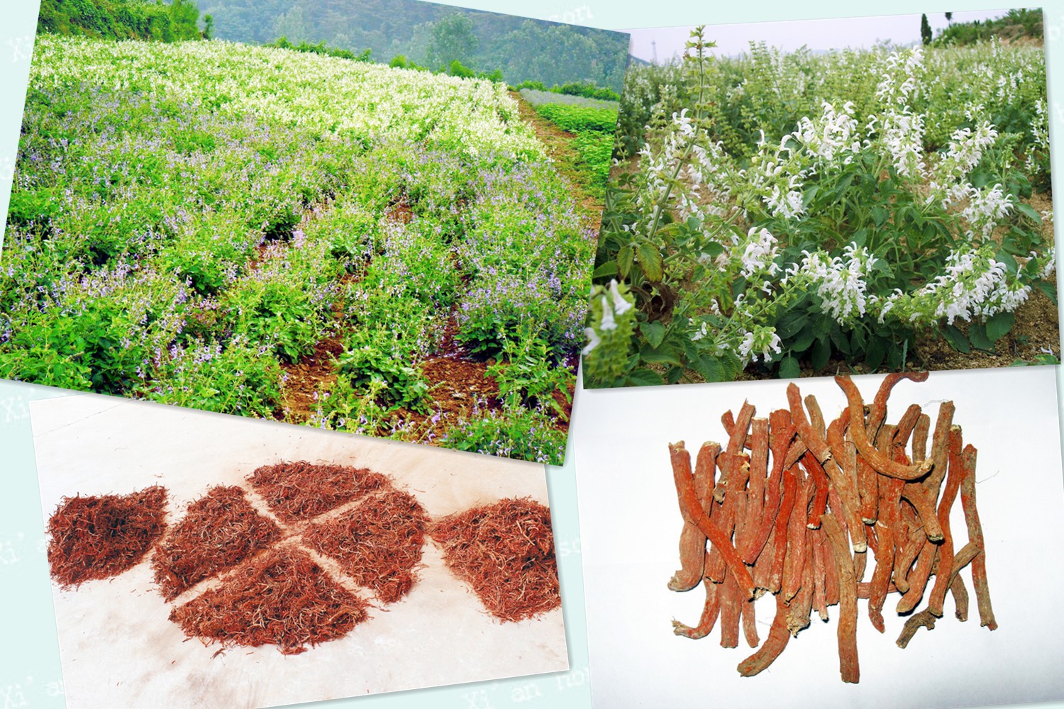 鸿生十二年丹参提取物丹参酮iia