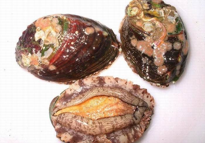 养殖场直销供应批发鲜活南日鲍鱼 19~23粒鲍