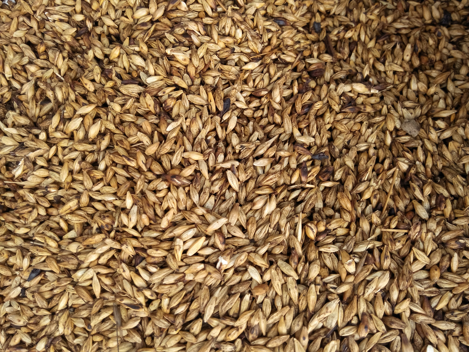 炒麦芽 净统货 干净无杂质