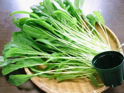 进口特色菜无污染绿色天然蔬菜壬生菜(丸叶