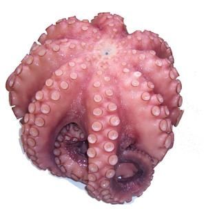 d016 大八爪鱼 2-3公斤/只 拍前联系称重