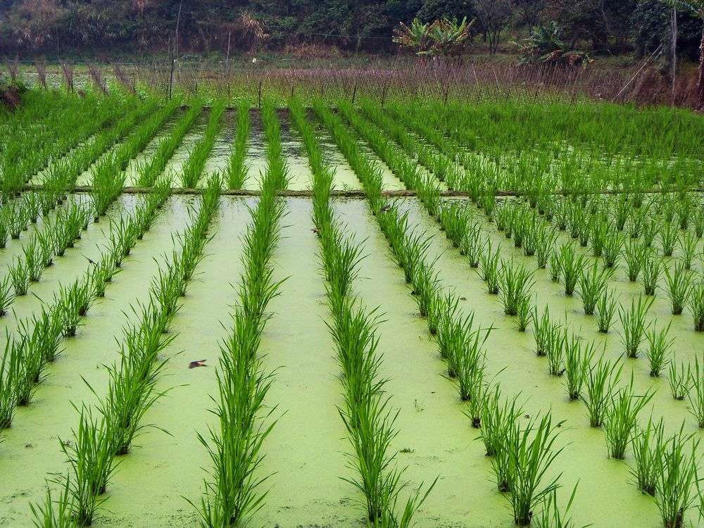 豐產雙季茭白苗 茭白種苗 雙季高瓜苗 雙季高筍種苗