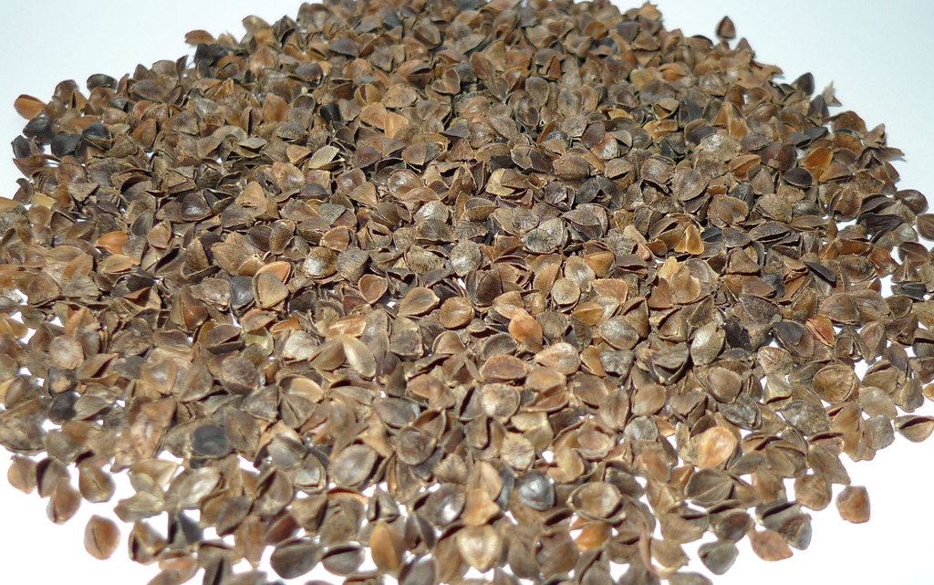 厂家批发 爱点荞麦壳/甜荞麦壳/生壳/专业出口无尘/面/虫害