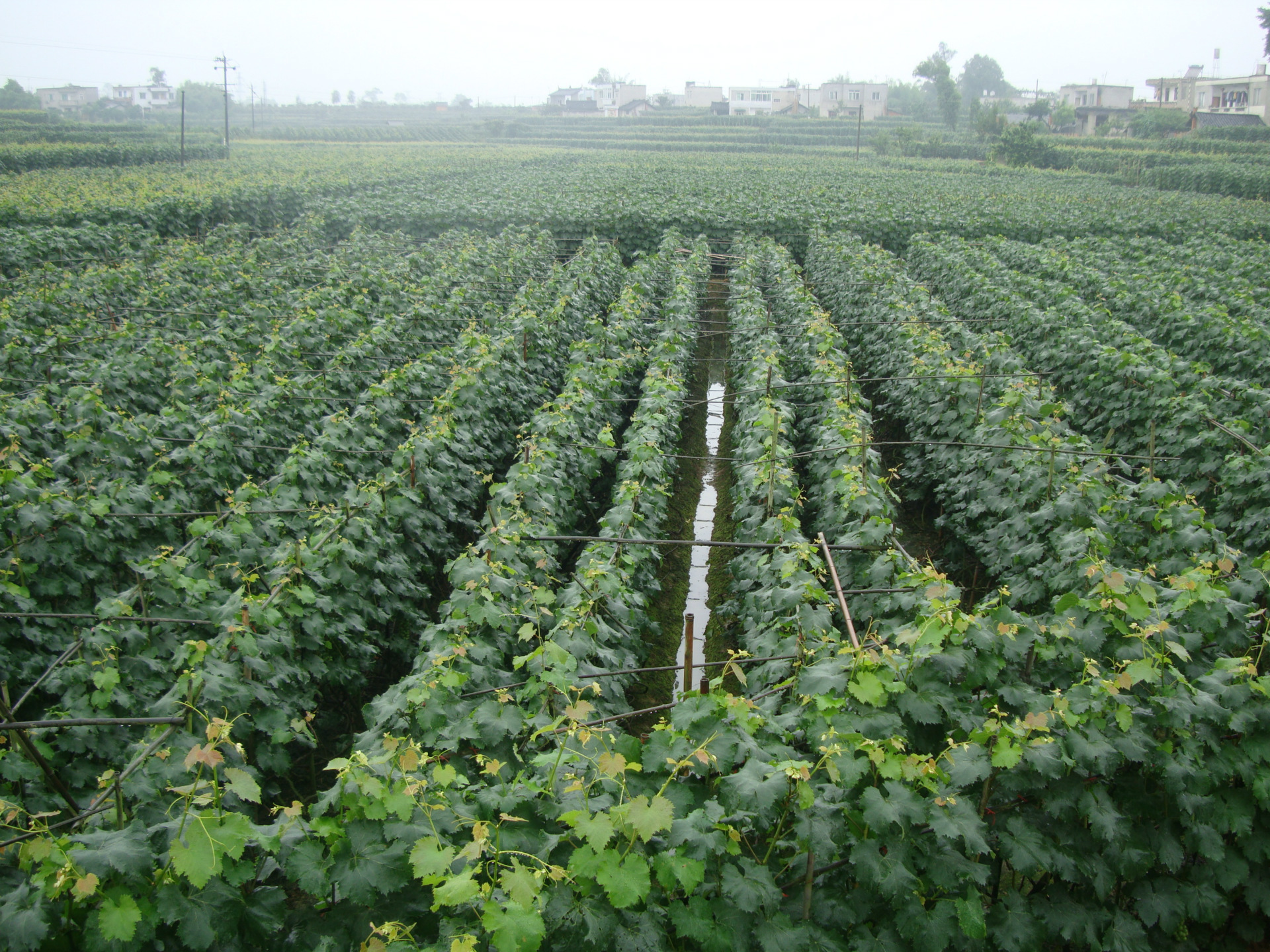 葡萄基地 巨峰葡萄