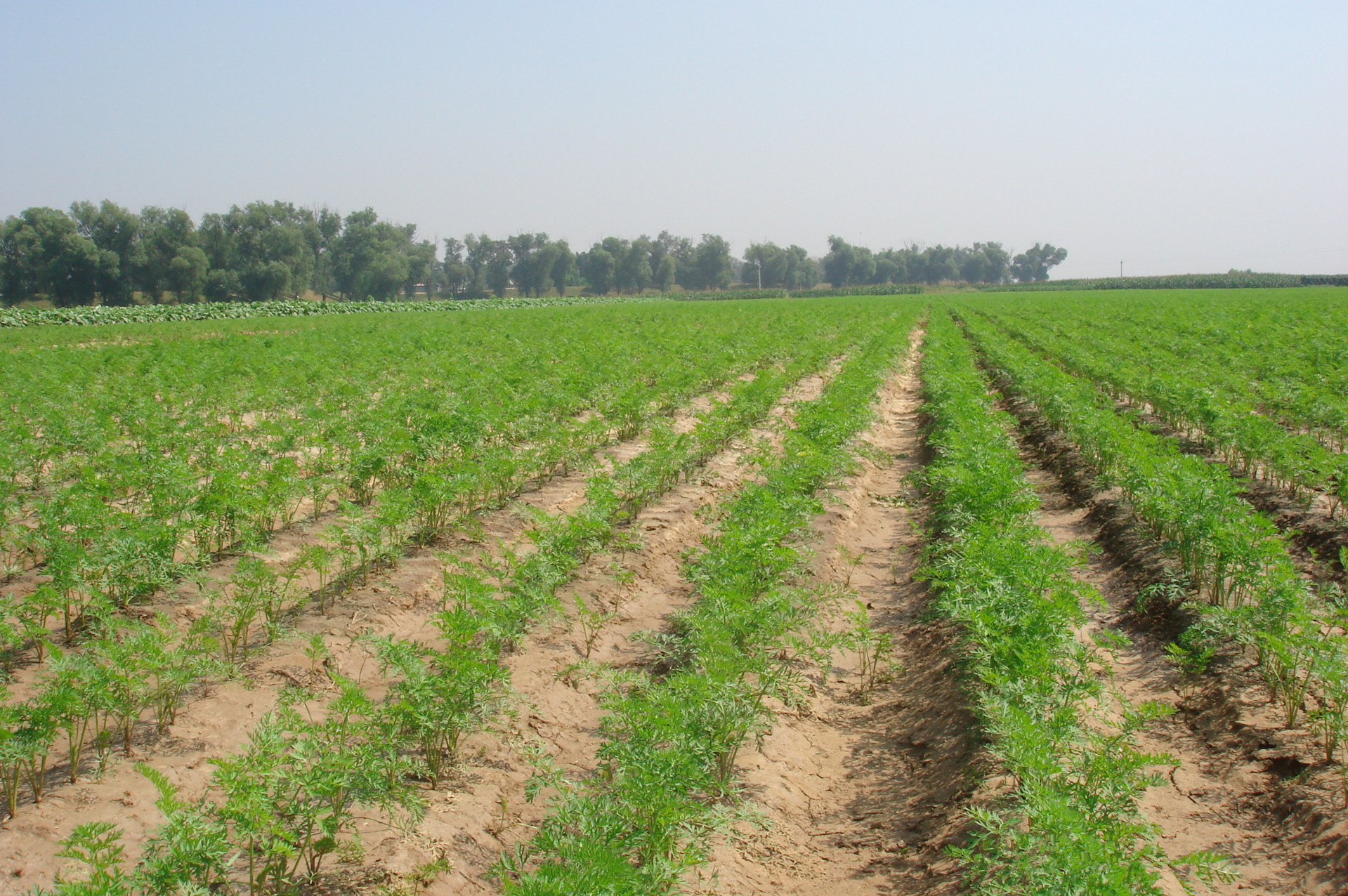 丁妈妈香辣味1瓶装 天利专注牛蒡25年