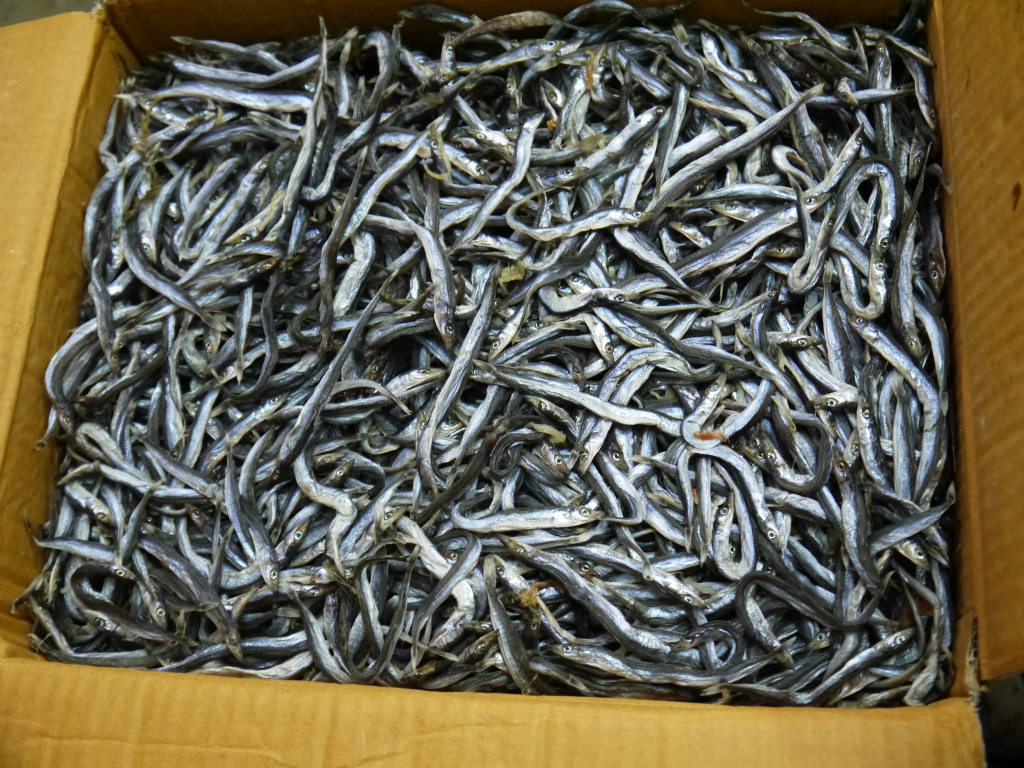 批发大连大条银鱼干,厂家直销,.