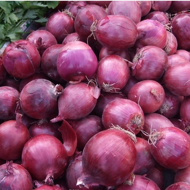 供应红皮洋葱 新鲜红皮洋葱上市