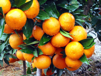 大量供应优质 湖南无公害日本天然优质杂柑 批发供应 可商检
