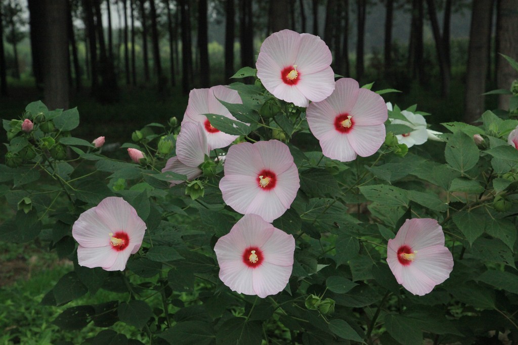 廠家直銷 宿根花卉 地被植物 信譽保證 量大從優 大花秋葵圖片_8