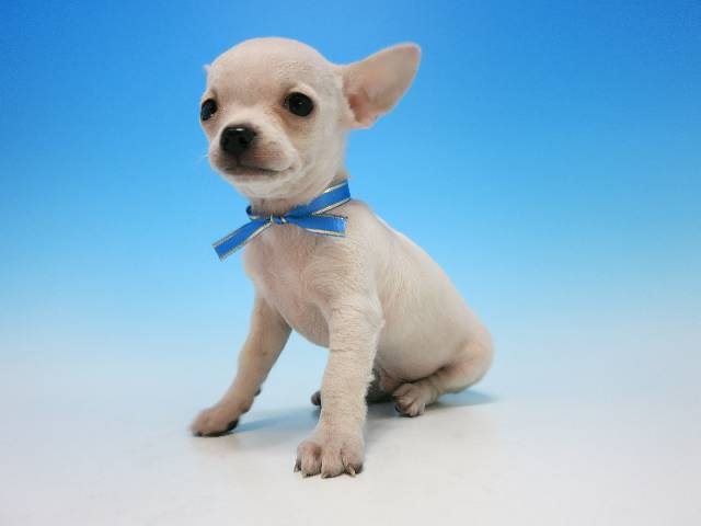 日本吉娃娃 代 带血统证书 体积小 宠物狗 超可爱