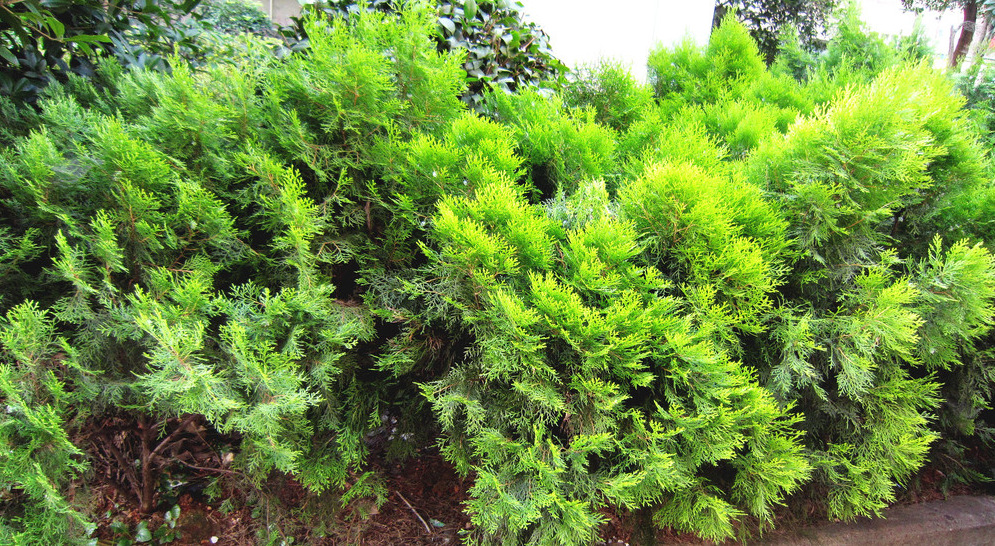 【工厂直销 松油】价格,厂家,图片,其他香料原料,吉