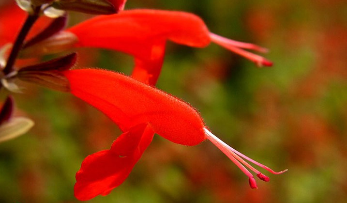 coccinea lady in red 別 名: 朱唇[1],紅花鼠尾草,長串紅,紅唇 科 屬