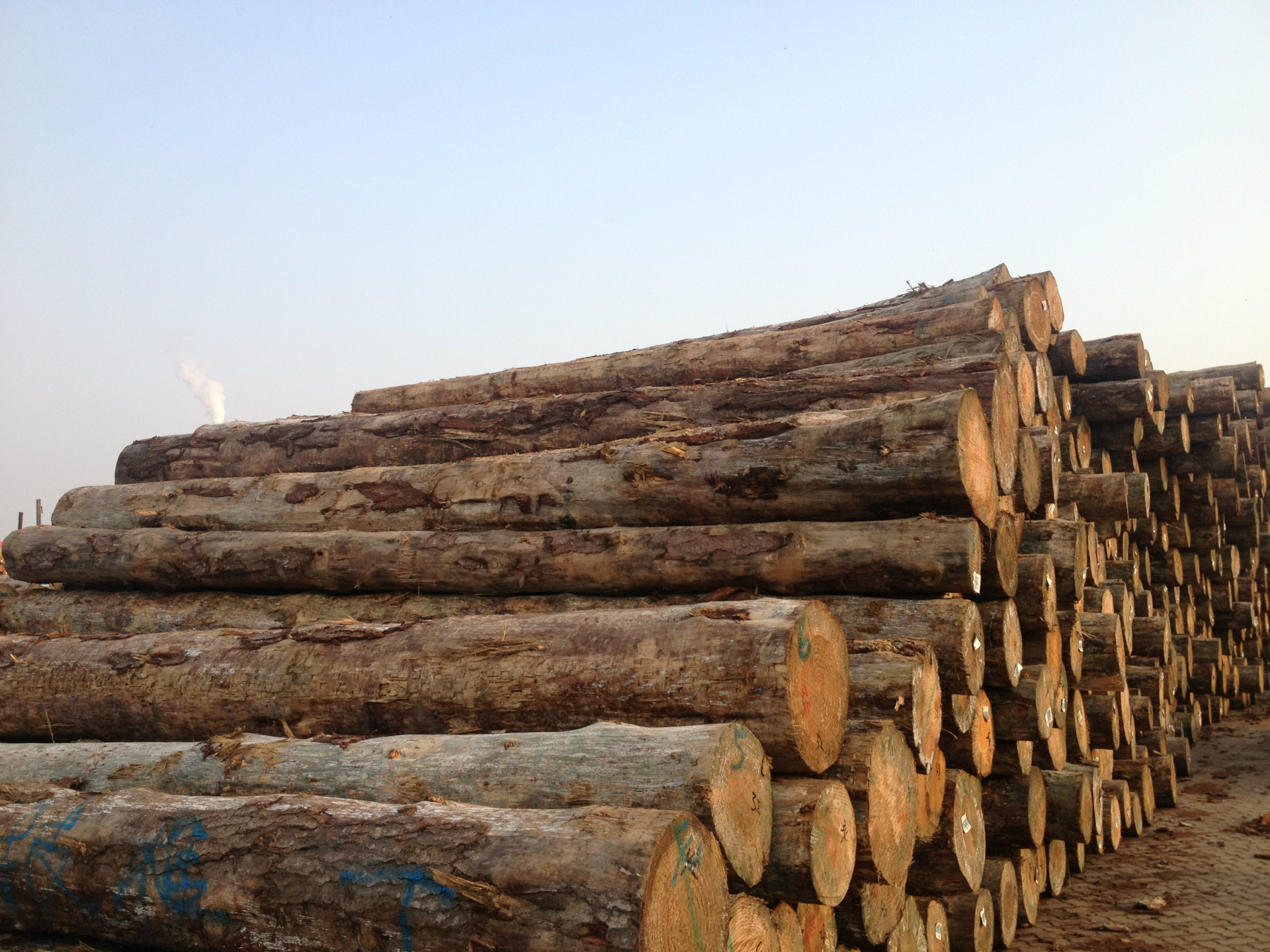 现货供应进口澳松 防腐原木 工地河道打桩原木 上海联友加工厂