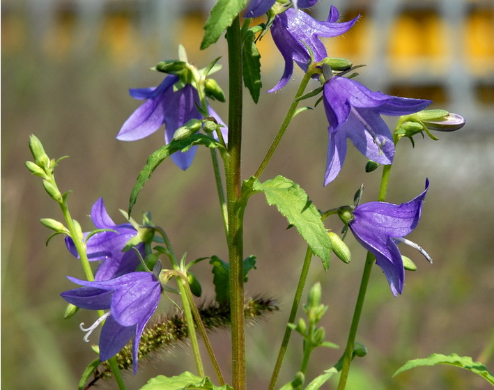 阔叶风铃草 园林 花卉 宿根 批发