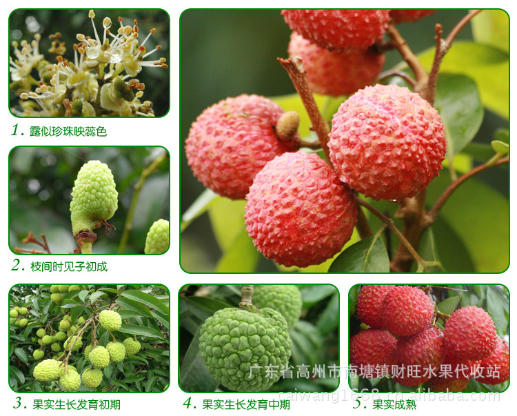 荔枝供应荔枝黑叶荔枝广东荔枝荔枝产地高州荔枝