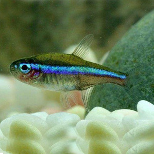 南美绿莲灯鱼 1条 m 1000元起批 只限省内批发