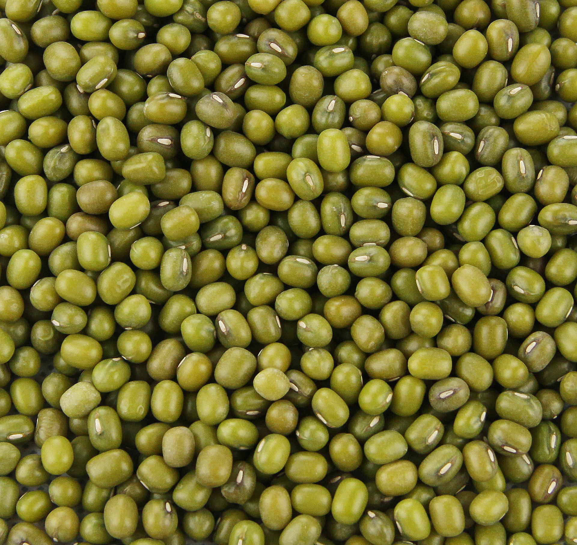 厂家直销 东北绿豆 优质食品绿豆 有机一等杂粮绿豆