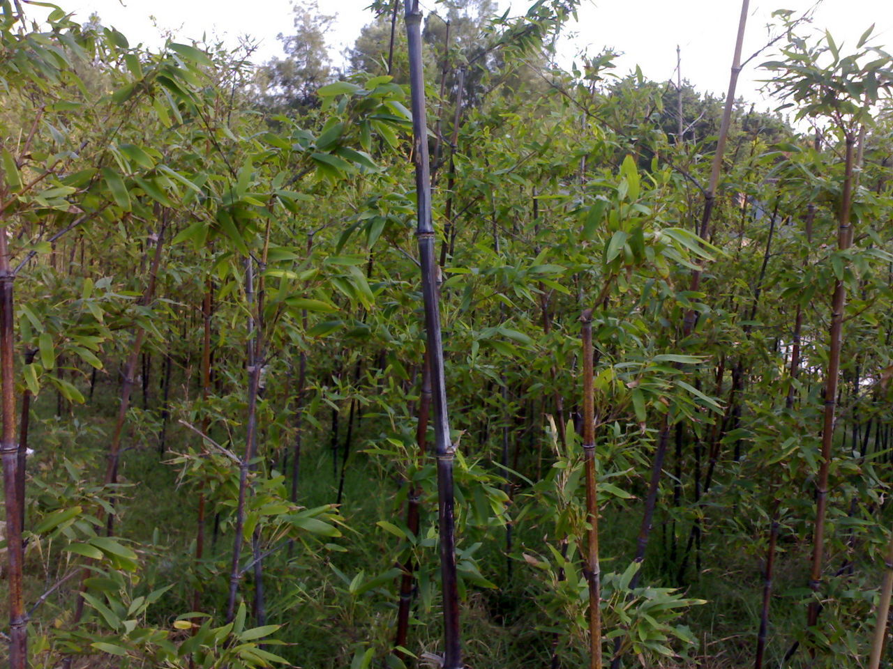 有低矮似草,又有高如大樹.通常通過地下匍匐的根莖成片生長.