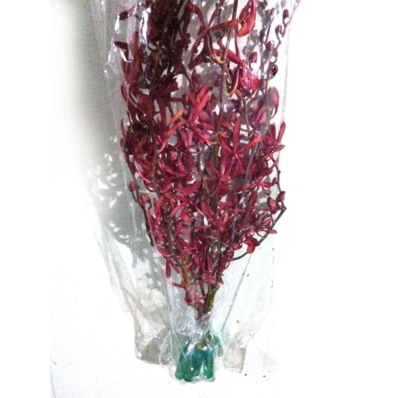 万代兰 云南鲜花产地斗南花卉厂家批发