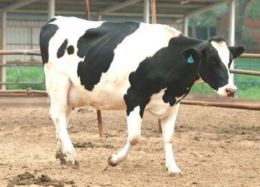新荣乳源奶牛场是一所集高产荷斯坦奶牛,北京黑白花奶牛,荷斯坦奶牛