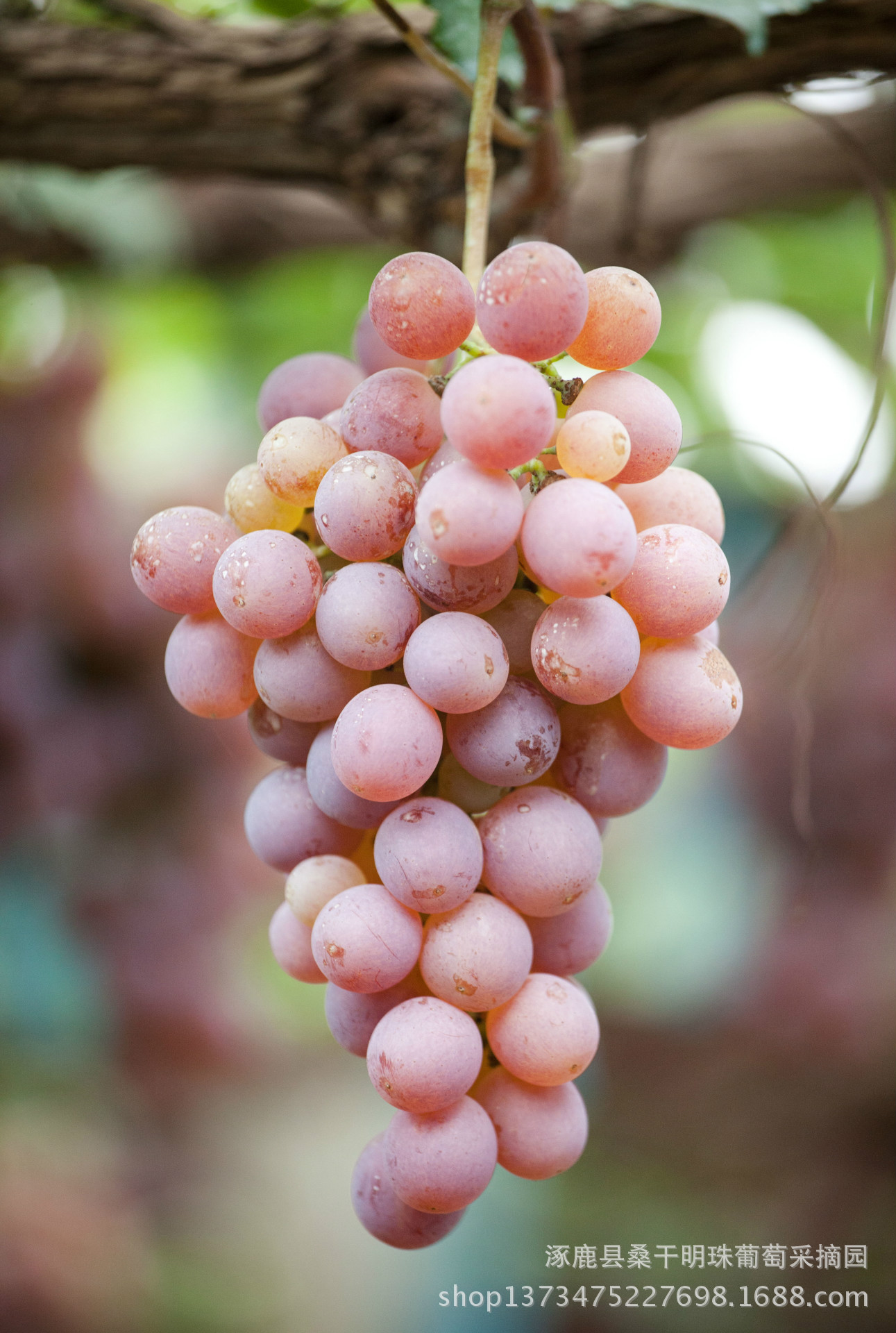 国庆送礼 龙眼葡萄 河北产地 特色礼品 大量批发供应