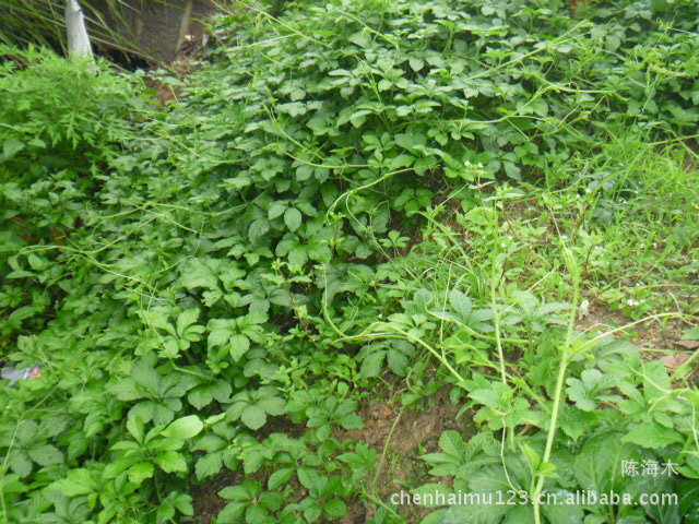 供應散裝條形絞股藍茶 條形緊縮 產地直銷 年產100噸