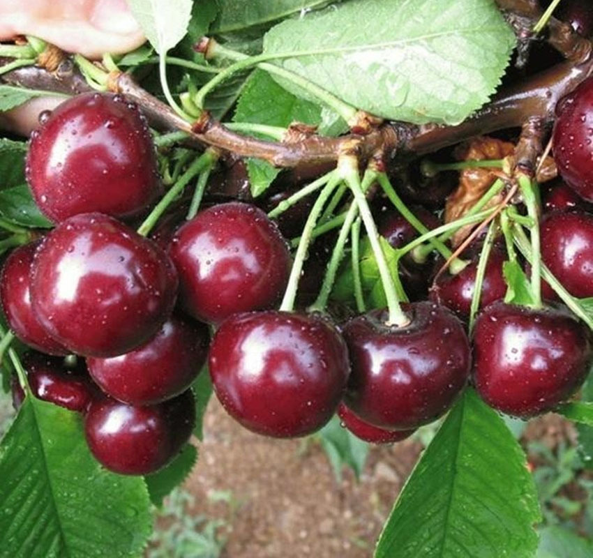 湖南果苗 南方甜樱桃树树苗-黑珍珠樱桃苗 味甜抗病力强可盆栽