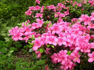 耐寒春娟苗杜鹃花花卉苗木毛鹃花小苗湖北绿化苗木价格-阿里巴巴