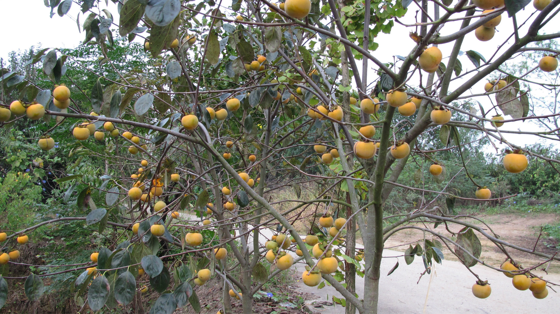 直销牛心柿子树苗 柿子树苗批发 各种果树苗 现种现销