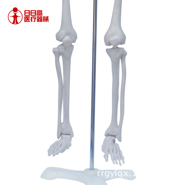 日日高医疗 供应身体骨骼模型 带底座 医药教学器材