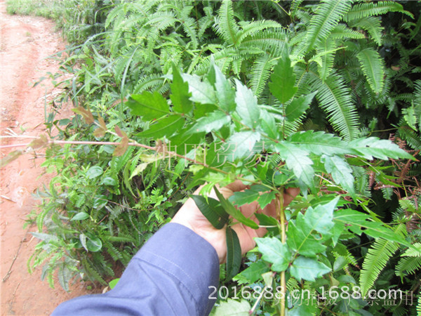 2014新茶上架天然富硒藤茶野生藤茶苦甘露莓茶白茶珠形