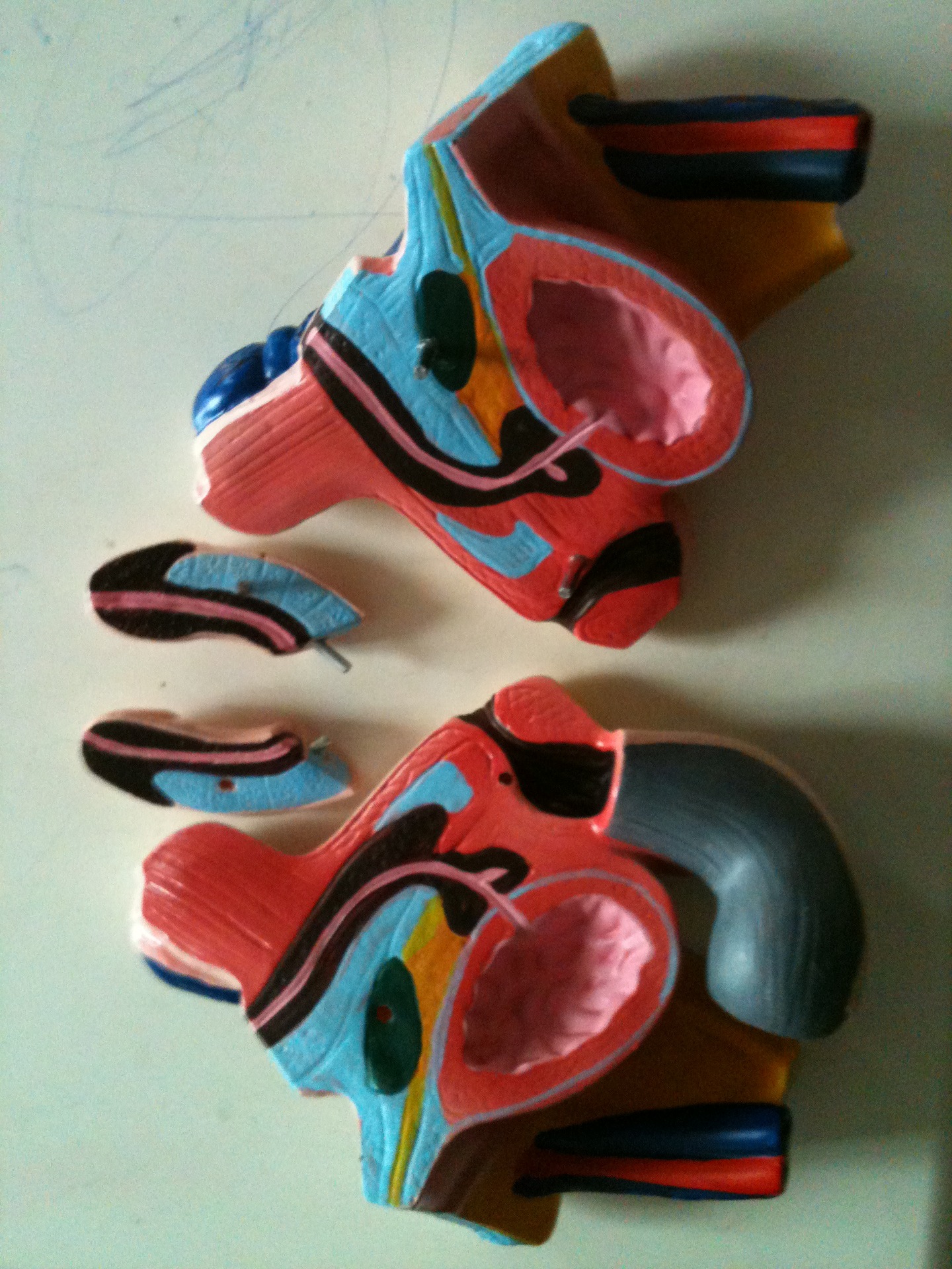 男性生殖器层次解剖模型医学模型