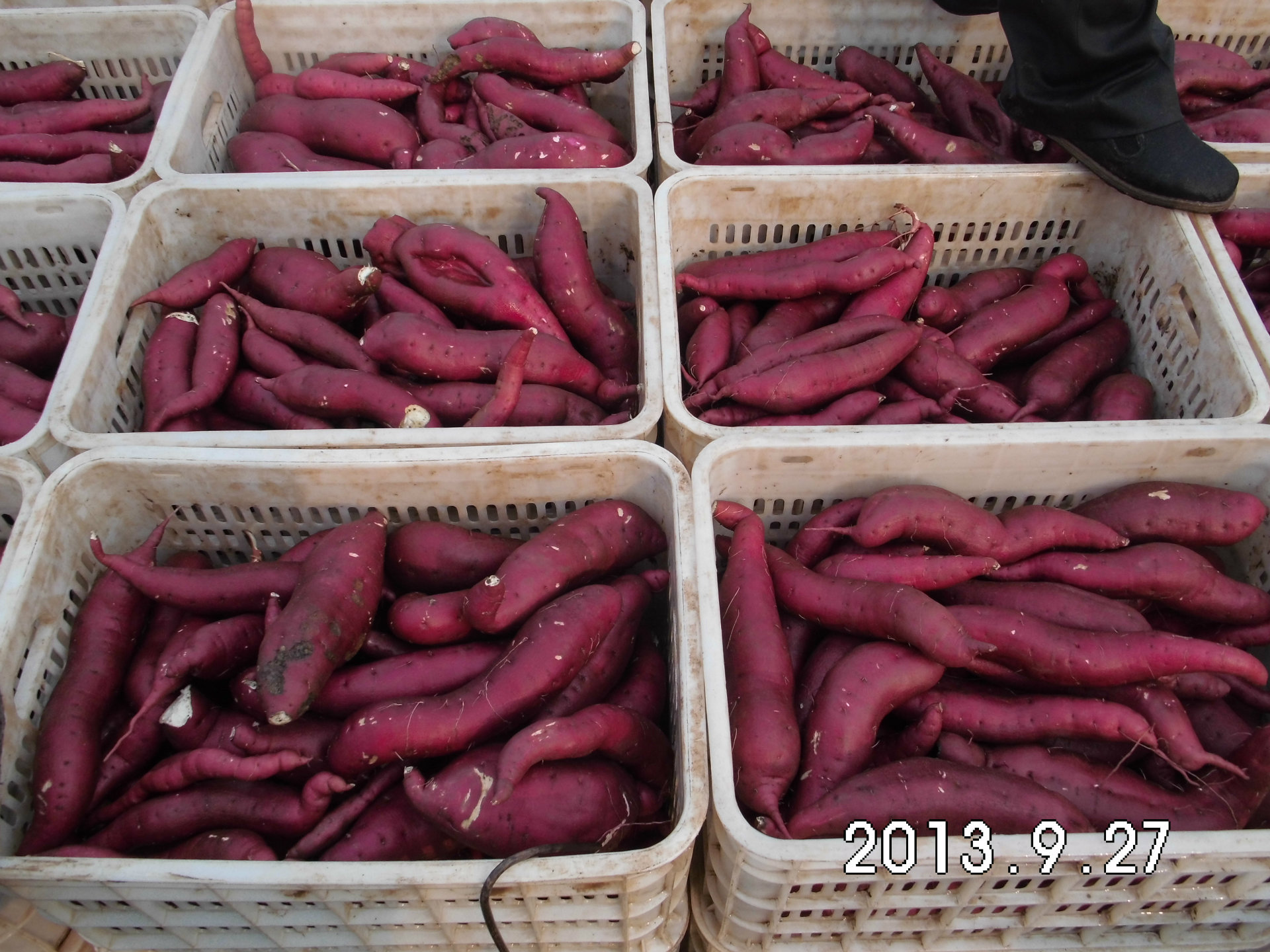2013新上市豫薯 白薯 红薯 批发零售各种红薯