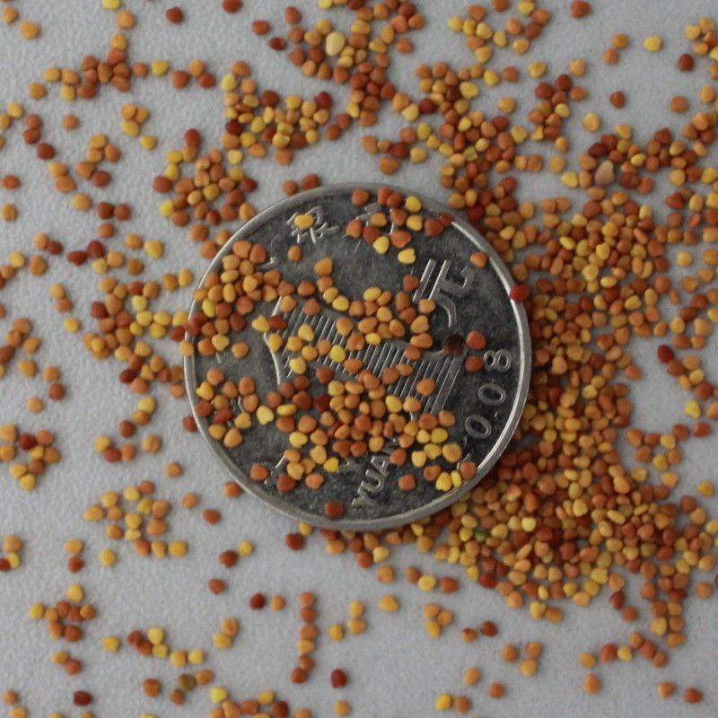 实体批发进口草坪种子 净籽白三叶 白车轴草幸运草 确保发芽率