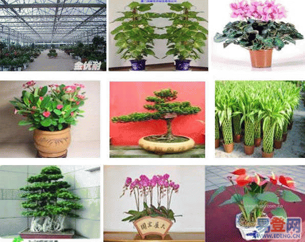 办公室花卉出租——打造高效工作环境的艺术