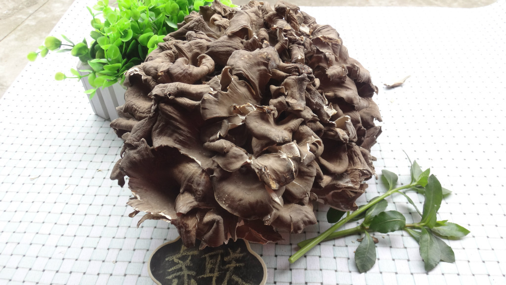 灰树花 舞茸 精选干货