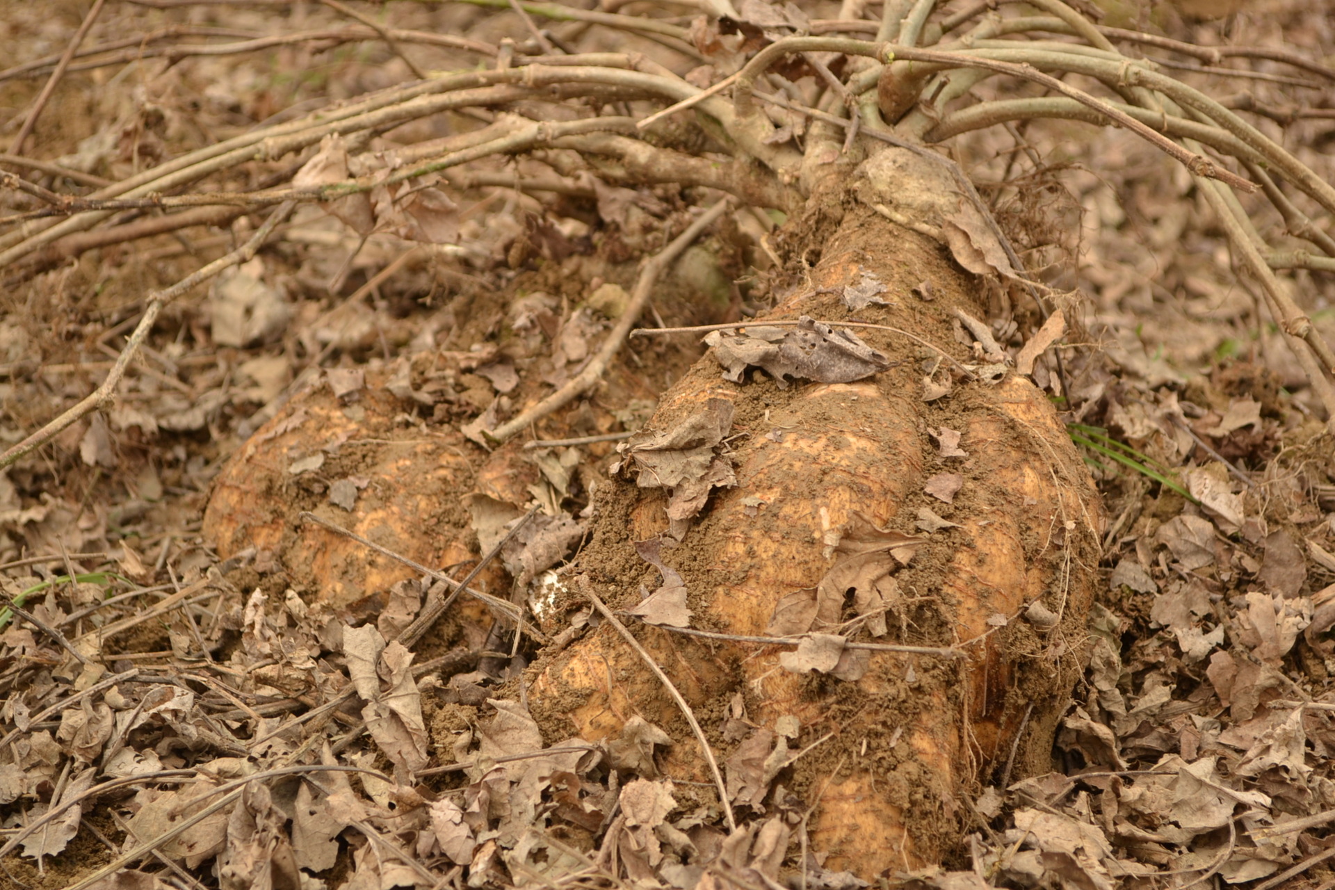 野生葛花 葛根片 鮮葛根 野生葛根粉