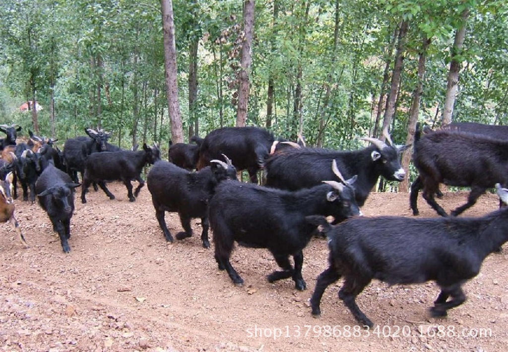 黑山羊羊舍,黑山羊羊舍建設,三民牧業黑山羊養殖基地